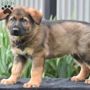 Moe, German Shepherd Puppy